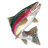 O rainbow trout