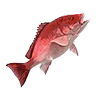 O red snapper