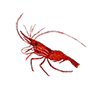 O spot prawn