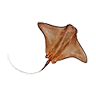 O stingray