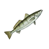 O white seabass