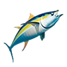 O yellowfin tuna