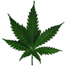 Ogkush leaf