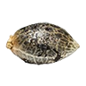Ogkush seed