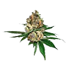Ogkush untrimmed bud