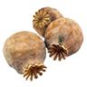 Opium dry