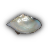 Oyster