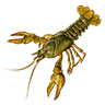 P crawdad01x