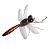 P finishedragonflylegendary01x