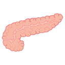 Pancreas