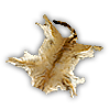 Pelt deer