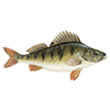 Perch