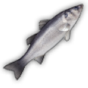 Pesce 1