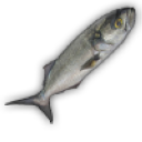 Pesce 2