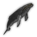 Pesce 4