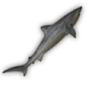 Pesce 6
