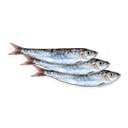 Pesce 7