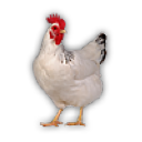 Pet chicken
