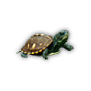 Pet turtle