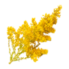 Plant goldroot
