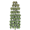 Plant hop2