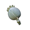 Poppy