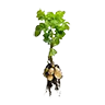 Potato raw