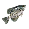 R black crappie