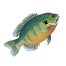 R bluegill