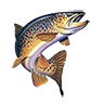 R brown trout