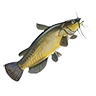 R catfish