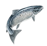 R chinook salmon