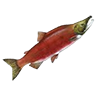 R coho salmon