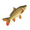 R common carp
