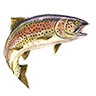 R cutthroat trout