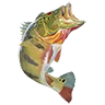 R largemouth bass