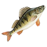 R perch