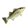 R striped bass