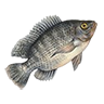R talapia