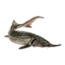 R white sturgeon