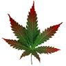 Rainbowbelts leaf
