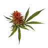 Rainbowbelts untrimmed bud