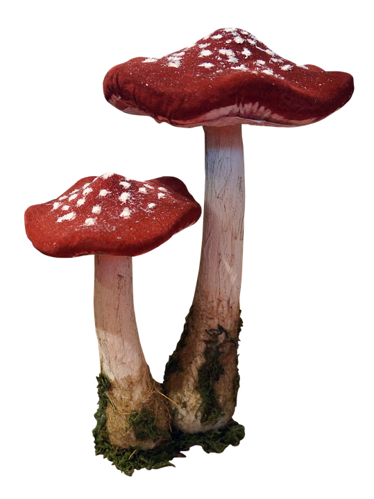 Red mushroom