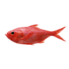 Redfish