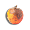 Rotten apple