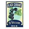 Seed black currant