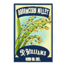 Seed broomcorn millet