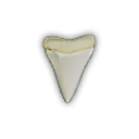 Shark tooth