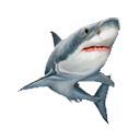 Sharkfish
