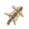 Skin coyote